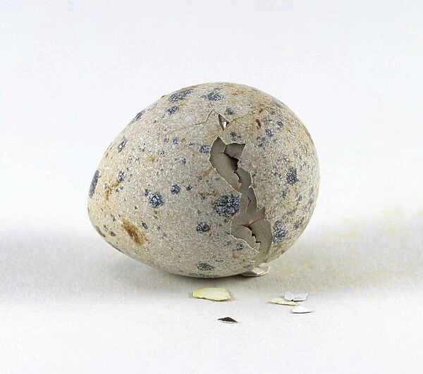 Japanese quail (Coturnix japonica) still inside egg shell, cracks showing