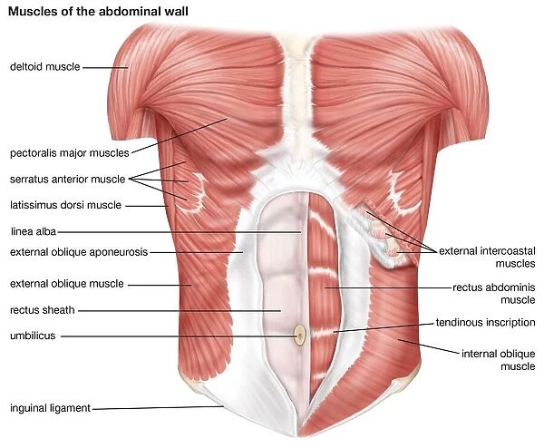 The muscles of the human abdominal wall