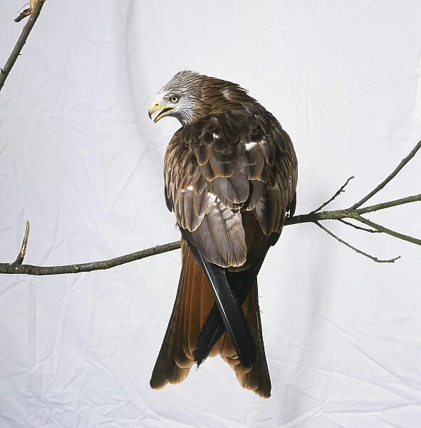 Red kite perched on branch