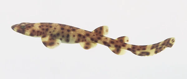 Two-month-old Swell Shark Pup (Cephaloscyllium ventriosum), side view