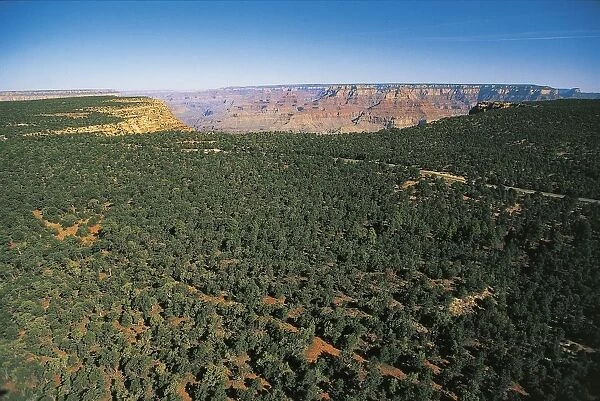 USA, Arizona, Colorado Plateaus Province, Coconino Plateau, Forest