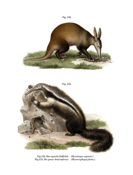 Aardvark, 1860 (colour litho)