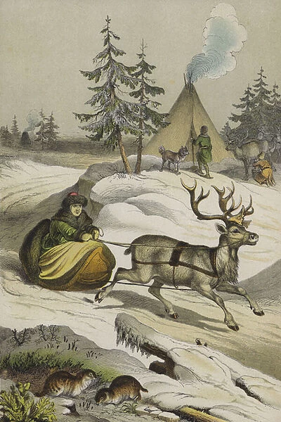 Animals and plants of Lapland (colour litho)