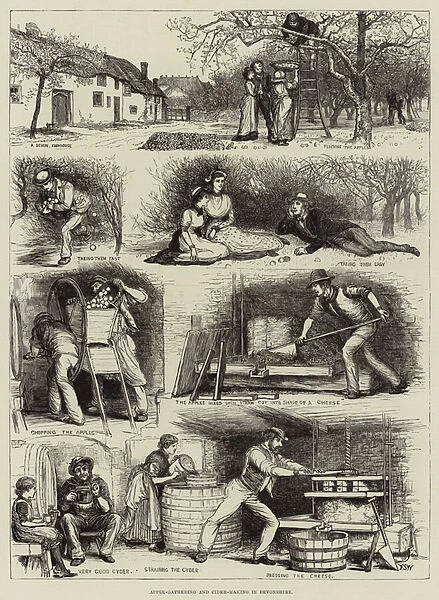 Apple-Gathering and Cider-Making in Devonshire (engraving)