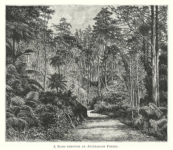Australia: A Road through an Australian Forest (engraving)