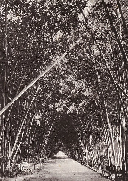 Bamboo avenue in the Jardin d Essay, Algiers, Algeria (b  /  w photo)