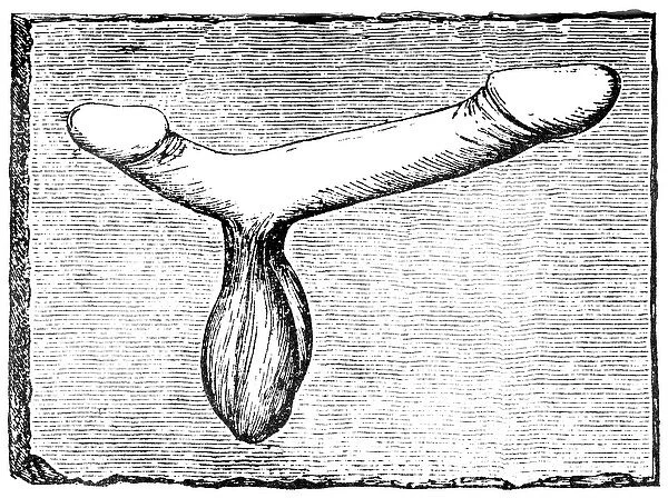Double phallus from the lintel of a vomitorium (exit passage