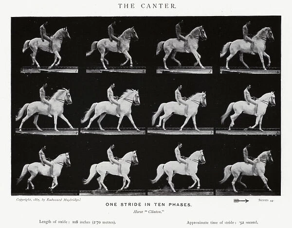 Eadweard Muybridge: The Canter (b  /  w photo)