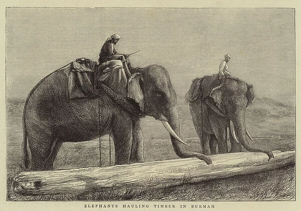 Elephants hauling Timber in Burmah (engraving)