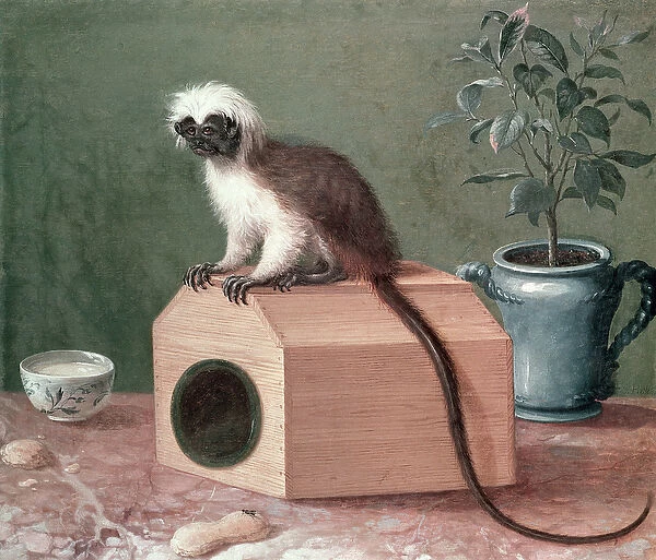 The Favourite Monkey of Carl Linnaeus (1707-78) (oil on canvas)