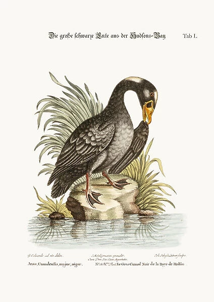 The Great Black Duck from Hudsons Bay, 1749-73 (coloured engraving)