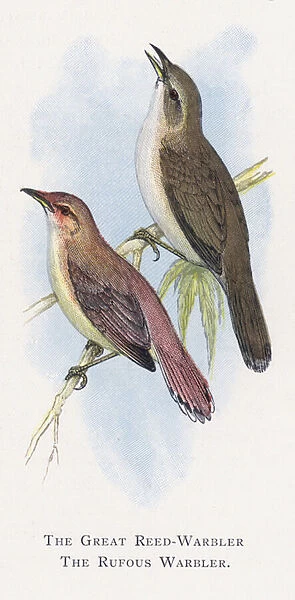 The Great Reed-Warbler, The Rufous Warbler (chromolitho)