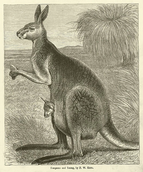 Kangaroo and Young (engraving)