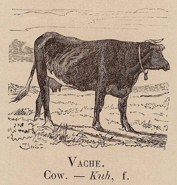 Le Vocabulaire Illustre: Vache; Cow; Kuh (engraving)