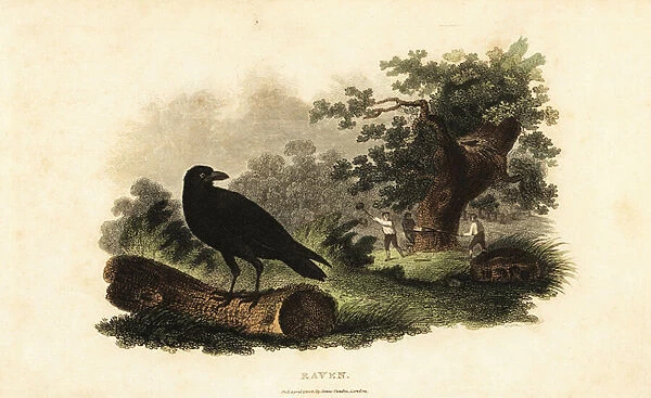 Male raven watching men cut down an oak tree with saw, mallet and wedges
