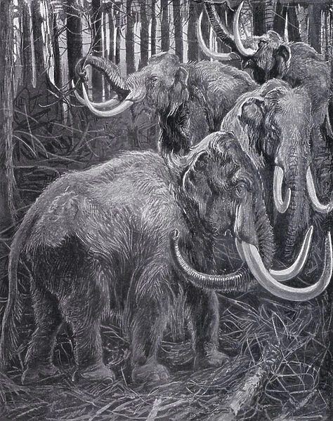 Mammoths (litho)