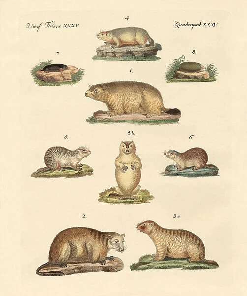 Marmots and moles (coloured engraving)