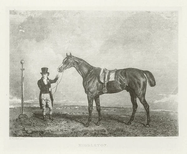 Middleton, foaled 1822 (b  /  w photo)