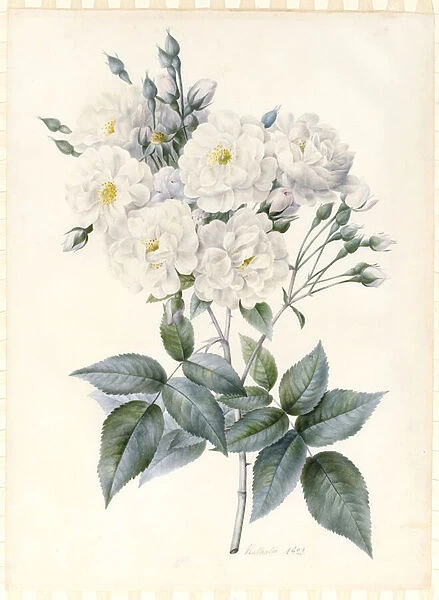 Noisette Rose, 1823 (w  /  c & bodycolour with some gum Arabic