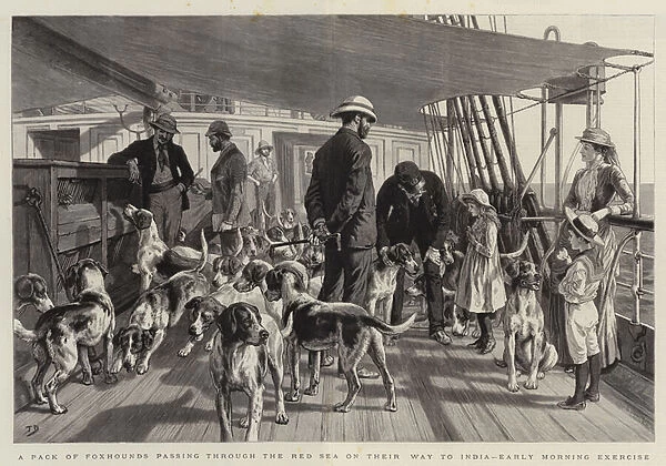 A Pack of Foxhounds passing through the Red Sea on their Way to India, Early Morning Exercise (engraving)