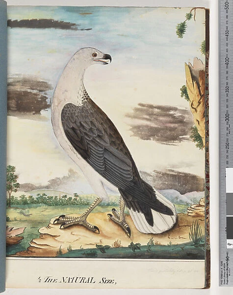 Page 34. White-breasted Sea Eagle Allied to the Axillary Falcon (Watling 102  /  8