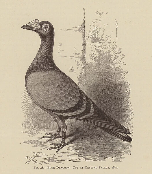 Pigeons: Blue Dragoon, Cup at Crystal Palace, 1874 (engraving)