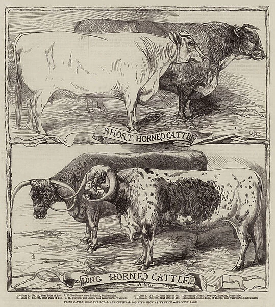 Prize Cattle from the Royal Agricultural Societys Show at Warwick (engraving)