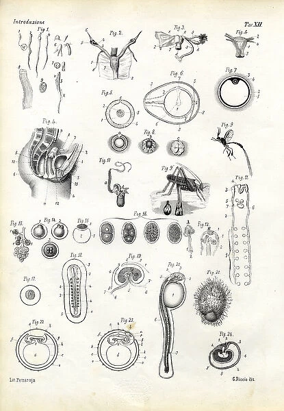 Reproductive Organ, 1863-79 (colour litho)