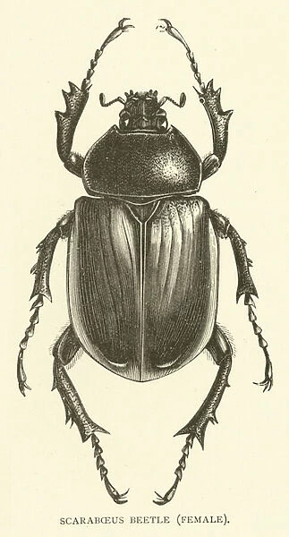 Scaraboeus beetle, female (engraving)