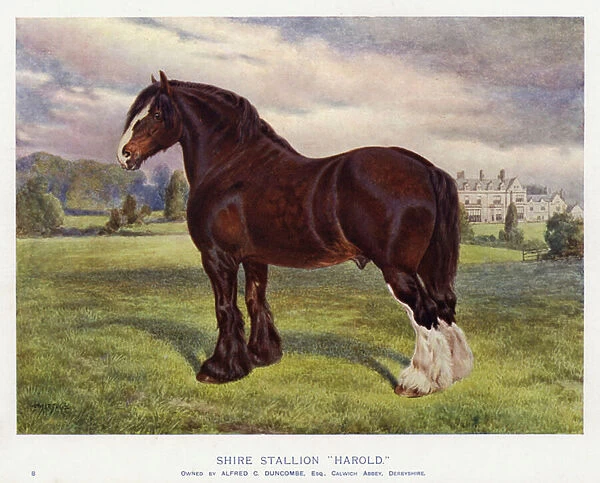 Shire Stallion 'Harold'(colour litho)