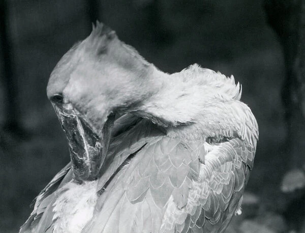 A Shoebill preening its feathers at London Zoo in 1926 (b  /  w photo)