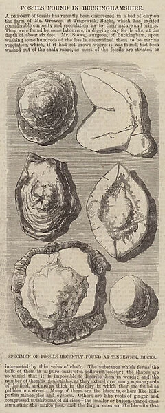 Specimen of Fossils recently found at Tingewick, Bucks (engraving)