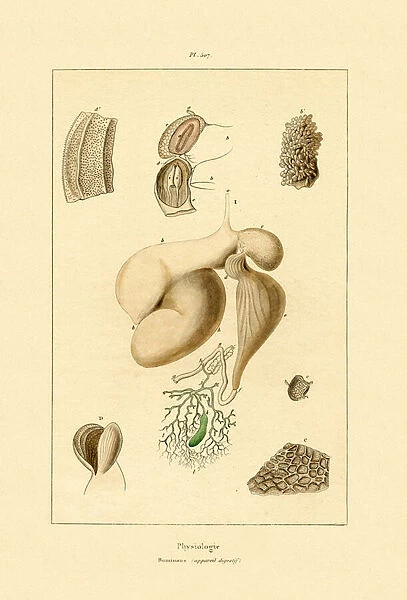 Stomach, 1833-39 (coloured engraving)