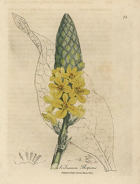 Yellow flowered great broad-leaved mullein, Verbascum thapsus