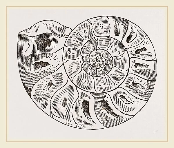 Section of Ammonite