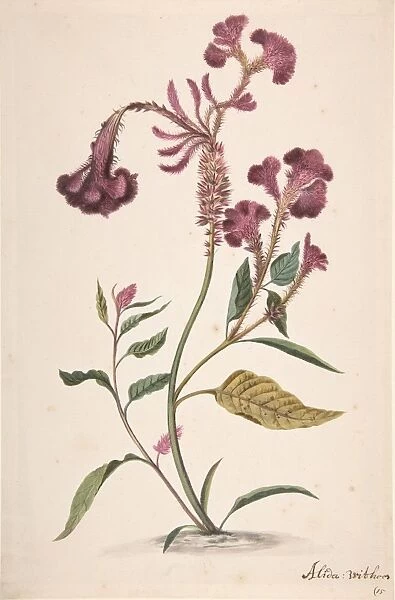 Study Hanekam Celosia argentea n. d Graphite watercolor