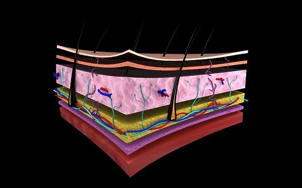 Conceptual image of the layers of human skin
