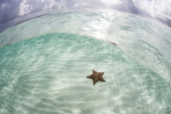 A West Indian starfish on the seafloor in Turneffe Atoll, Belize