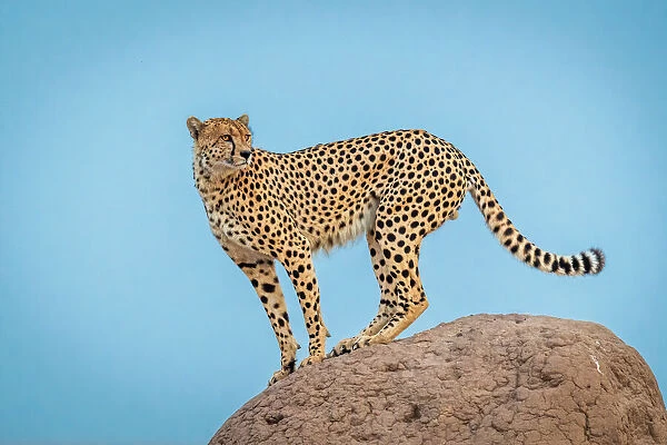 Cheetah in the blue hour