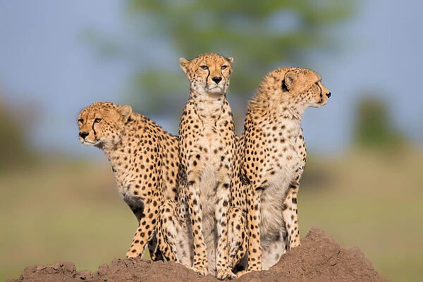 Cheetah Malaika and Her Two Boys