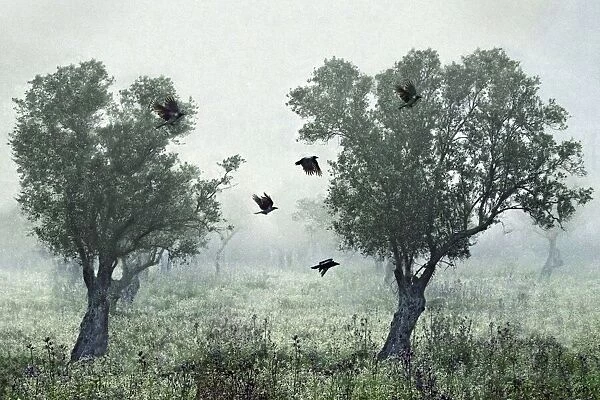 Crows in the mist