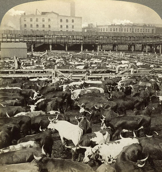 Cattle, Great Union Stock Yards, Chicago, Illinois, USA. Artist: Underwood & Underwood