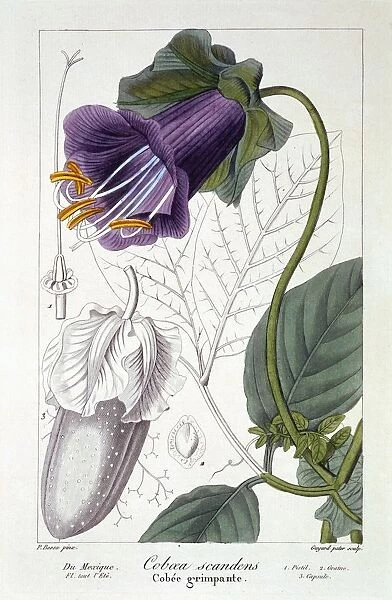 Cobaea scandens, pub. 1836. Creator: Panacre Bessa (1772-1846)