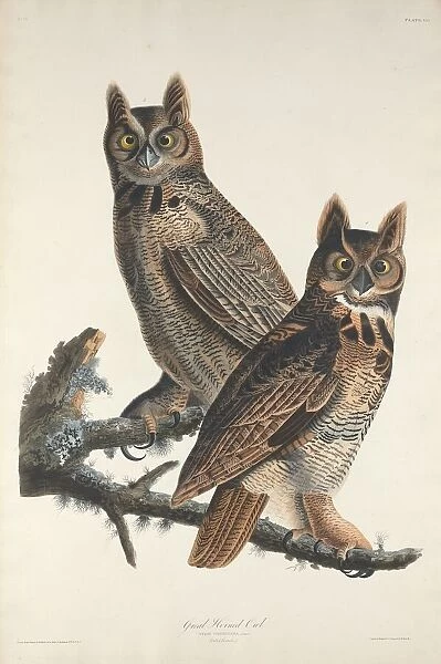 Great Horned Owl, 1829. Creator: Robert Havell
