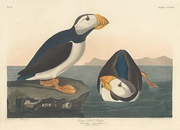 Large-billed Puffin, 1836. Creator: Robert Havell