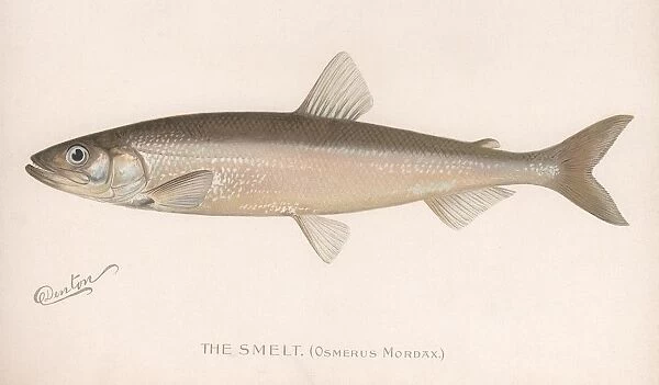 The Smeet (Osmerus Mordax. ), c. 1920s