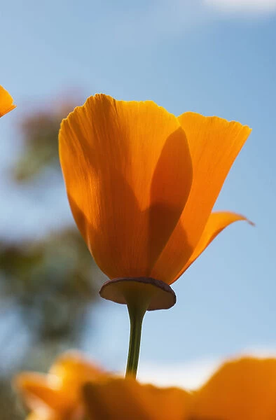A California Poppy (Eschscholzia Californica) Blooms In A Garden Against A Blue Sky; Astoria, Oregon, United States Of America