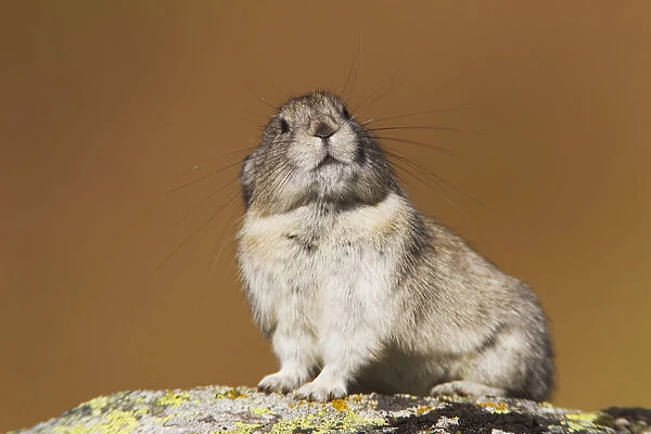 Collared Pika Sitting On A Lichen Coverd Rock With Inquisitive Expression And Showing Long Whiskers, Hatcher Pass, Talkeetna Mountains, Southcentral Alaska, Autumn