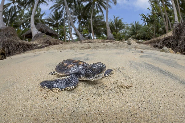 Newly hatched baby Green sea turtle (Chelonia mydas), an endangered species, makes its way across the beach to the ocean off the island of Yap, Micronesia; Yap, Federated States of Micronesia