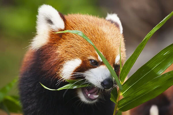 The Red Panda (Ailurus Fulgens), Or Shining Cat, Is A Small Arboreal Mammal And The Only Species Of The Genus Ailurus; Guangdong Province, China
